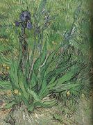 Vincent Van Gogh The Iris (nn04) oil painting on canvas